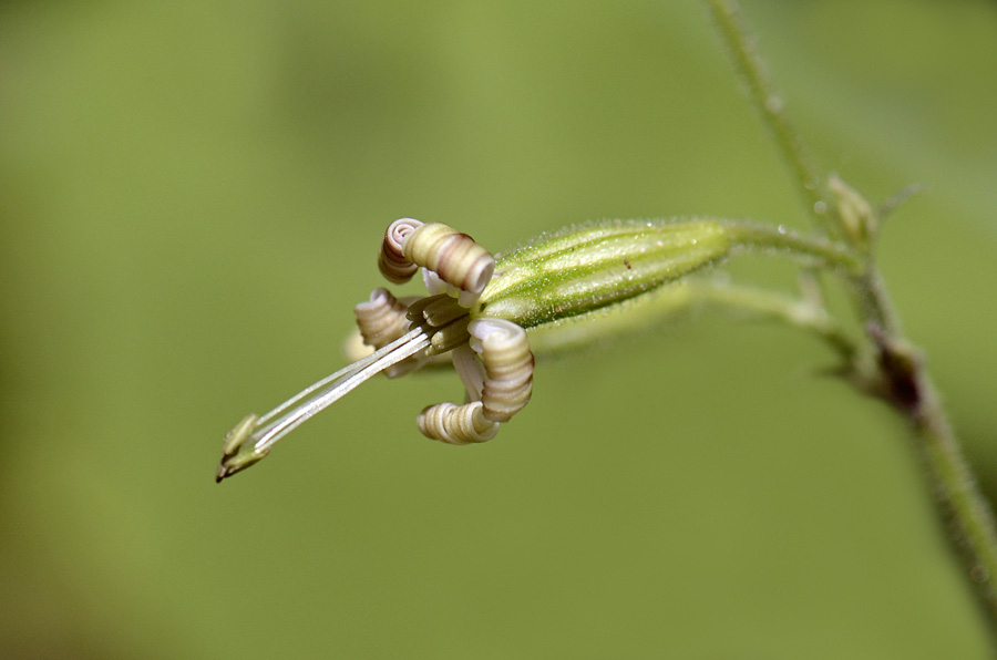 Silene nutans / Silene ciondola